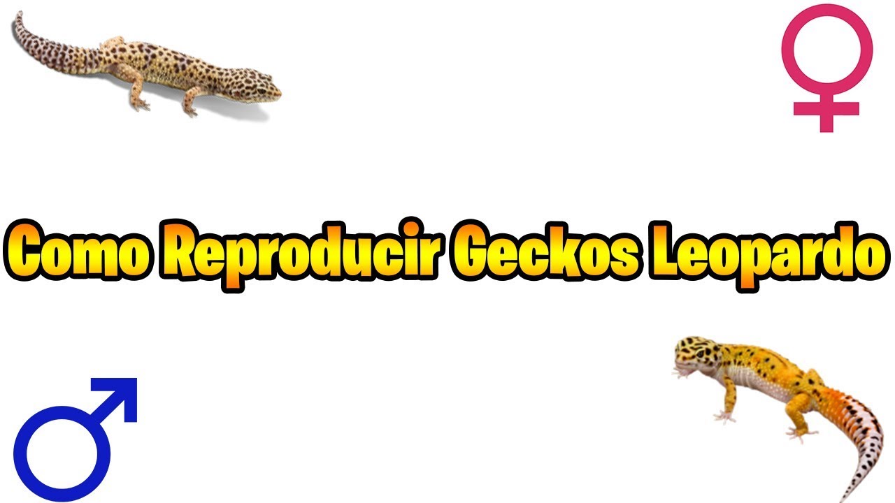 Cómo Reproducir Geckos Leopardo