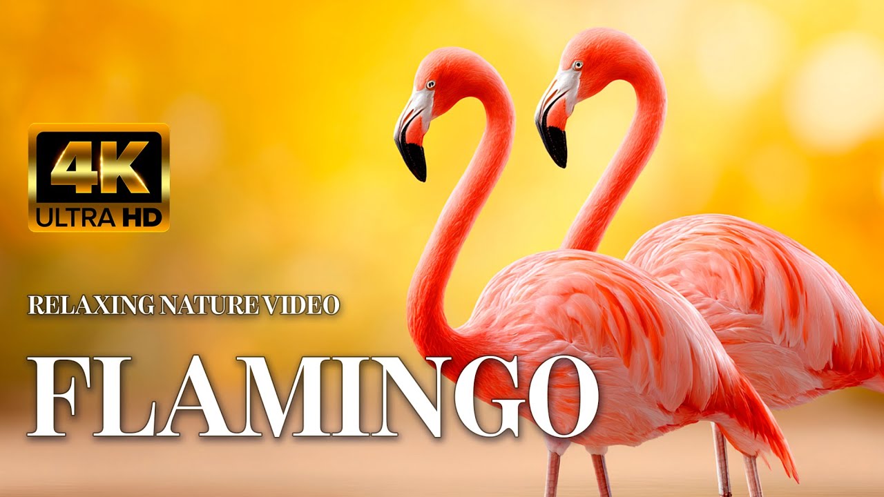 Flamingo in the Wild — Relaxing 4K Nature & Calm Wildlife 
