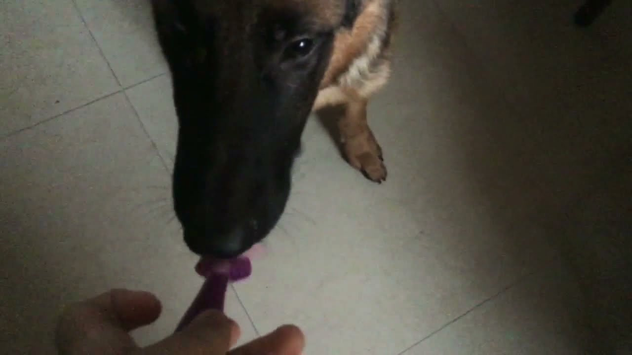 My dog eating curd😁||Cute!|| Kryptothegsd