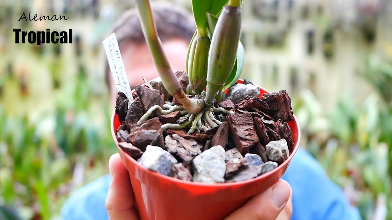 Das perfekte Substrat - Orchideen Wissen von A bis Z.