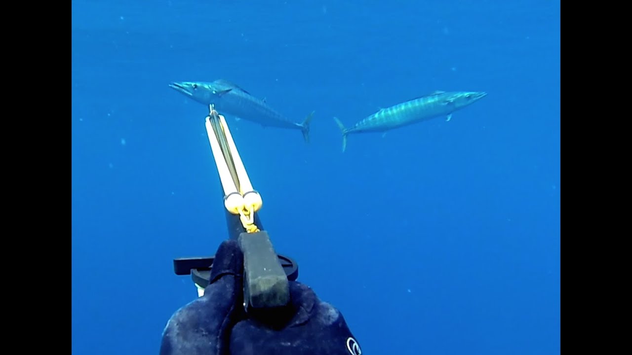 Spearfishing Western Australia
