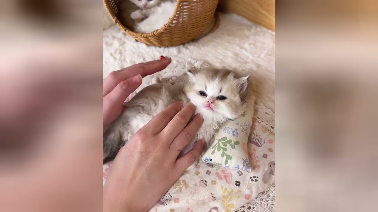 Charming little cats will fill your life with joy