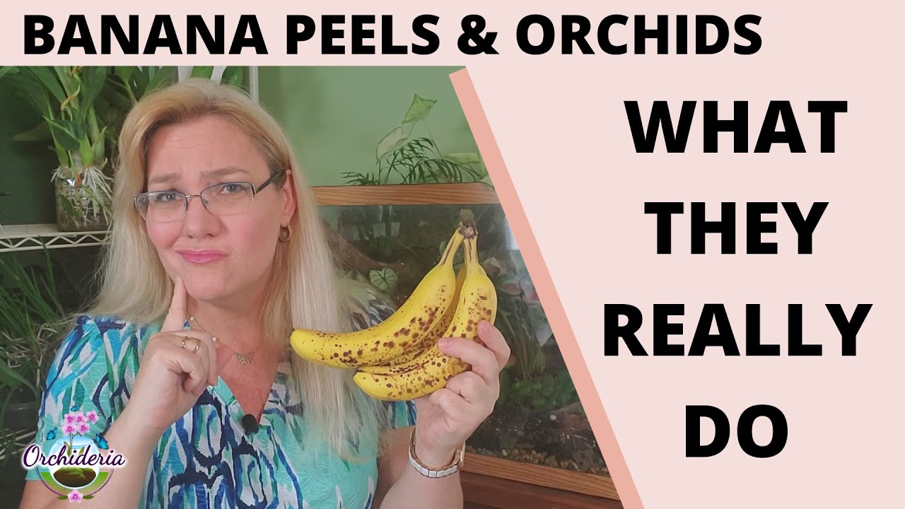 Banana Peels in Orchid Care: 3 Methods to Increase Potassium, But Only 1 Works