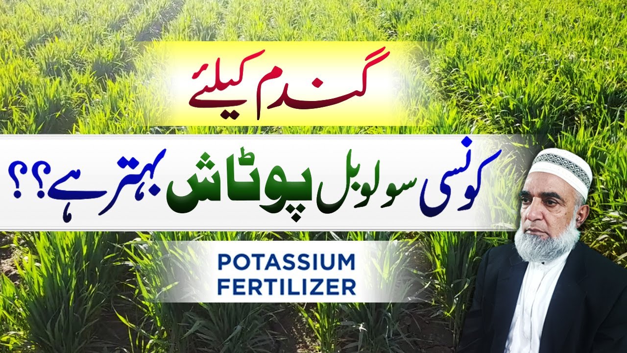 Which form of potash is better for Wheat crop || Crop Reformer