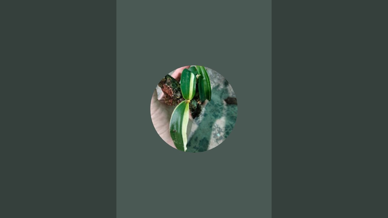Các loại lan rừng tây nguyên LH 0817579879