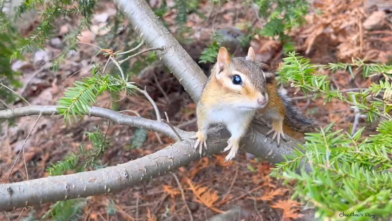 긴 겨울잠에서 깨어나 나를 알아보는 다람쥐 친구 After A Long Winter Sleep My Chipmunk Friend Recognizes Me