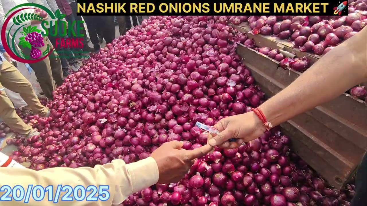 📍🧅🔝🌱Nashik RED ONIONS UMRANE MARKET 🚀 लाल कांदा बाजार भाव उमराणे 🧅🚀🔝📈