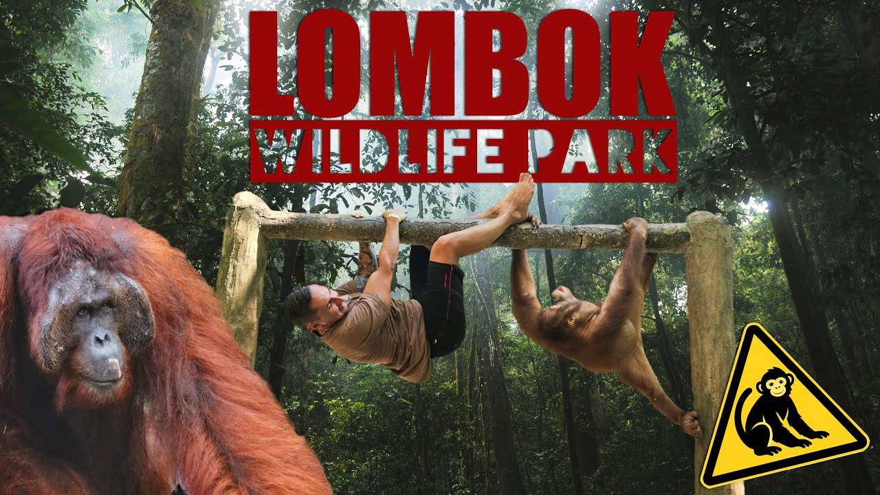 Inside Lombok Wildlife Park – Meet Elephants, Orangutans & More! / Travel and Experience Indonesia