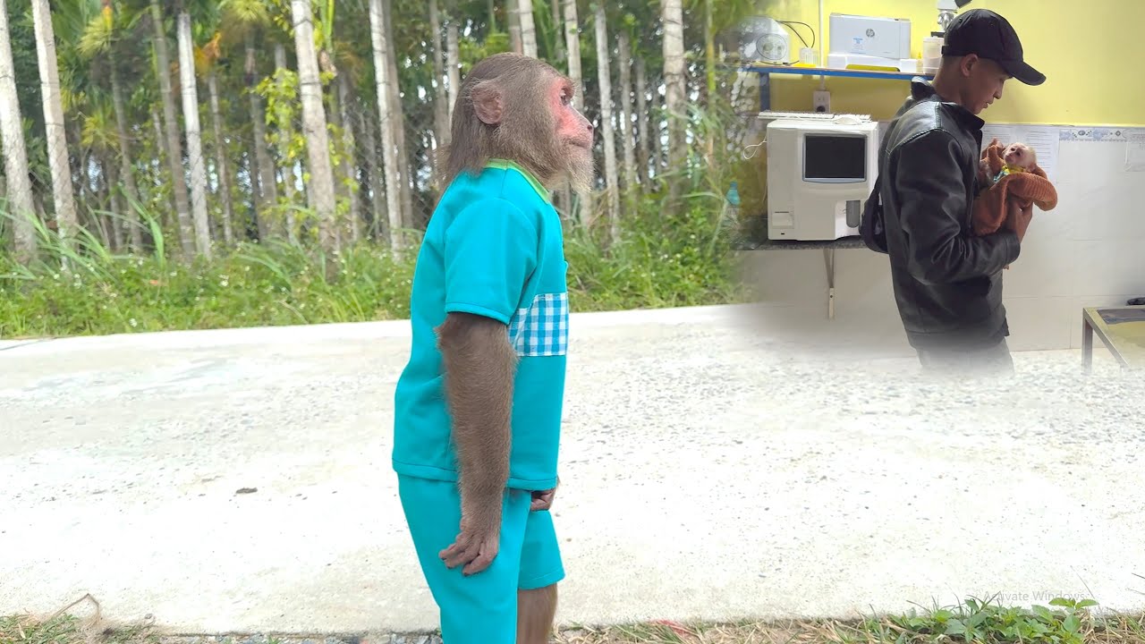 Too Touching to Miss! CUTIS Patiently Waits for Baby Monkey to Return