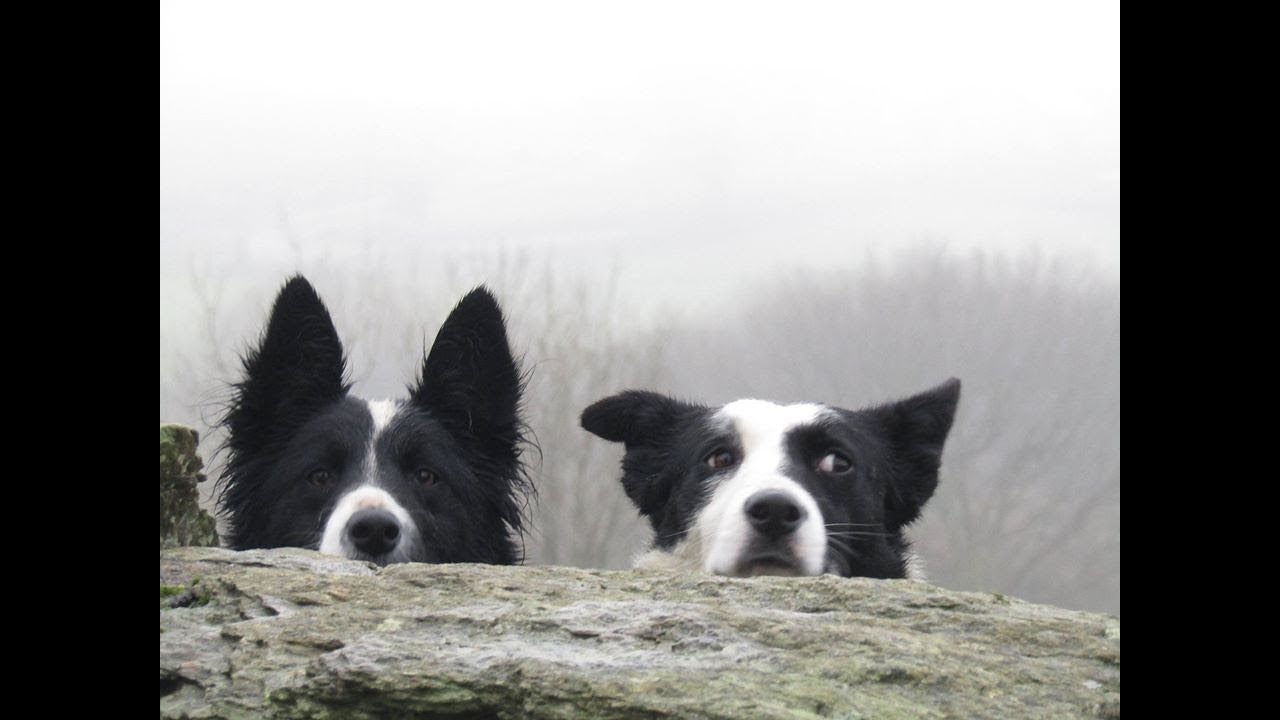 sheepdog training west Cork Ireland