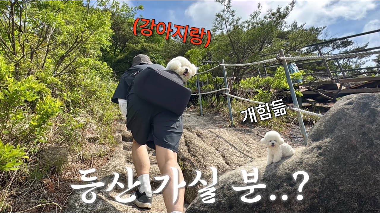 자연을 얕보지 말자. 강아지랑 등산하기(난이도 상)
