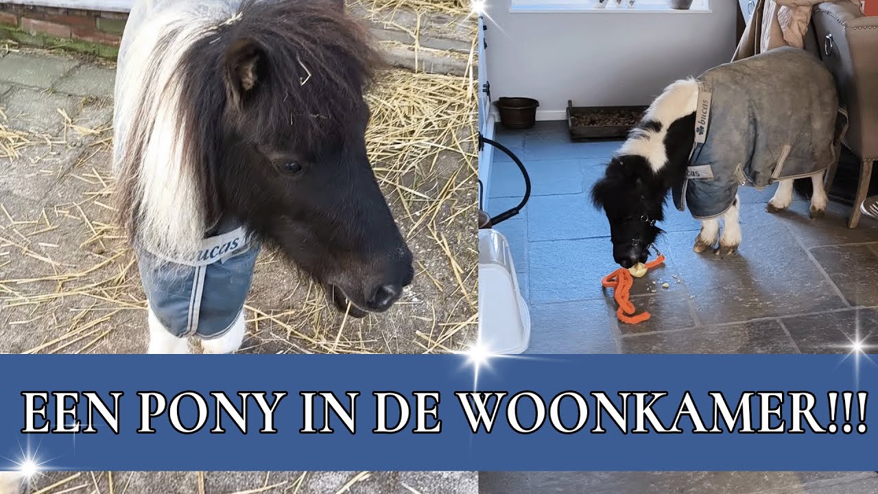 Smarties komt het huis binnen?! | PaardenpraatTV
