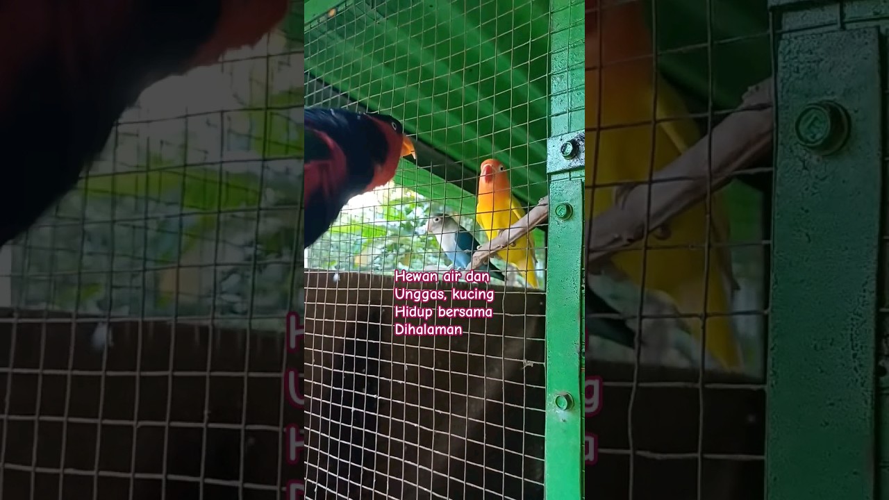 Love animals world 