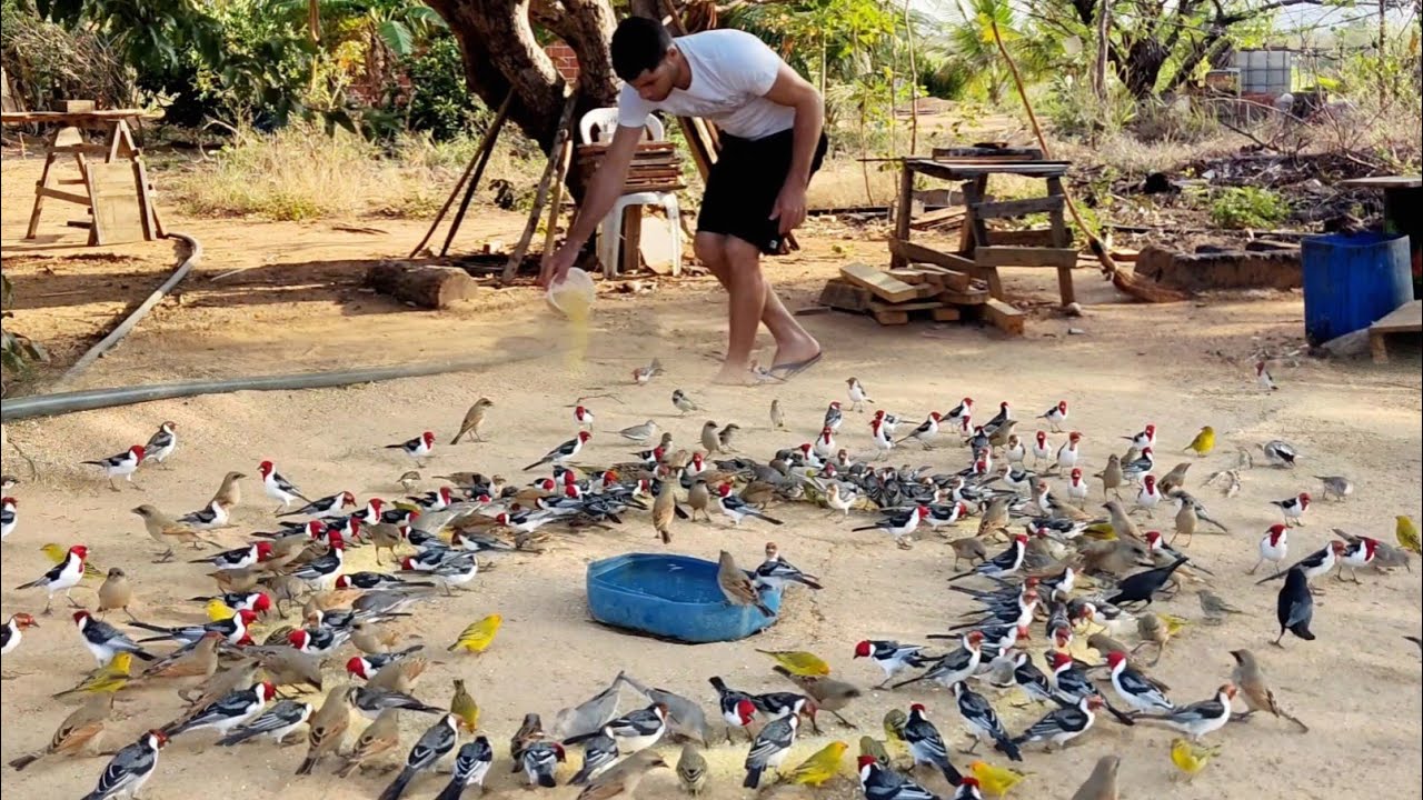 OLHA A QUANTIDADE DE AVES QUE VEIO A PROCURA DE COMIDA (MARACÁS-BA)