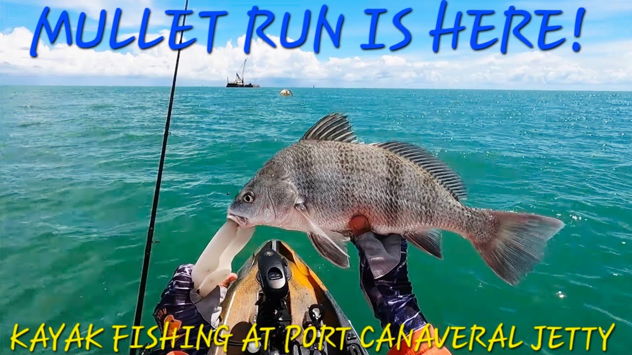 Mullet Run Is Here! Snook, Redfish, Black Drum Biting At Port Canaveral Jetty Rocks!
