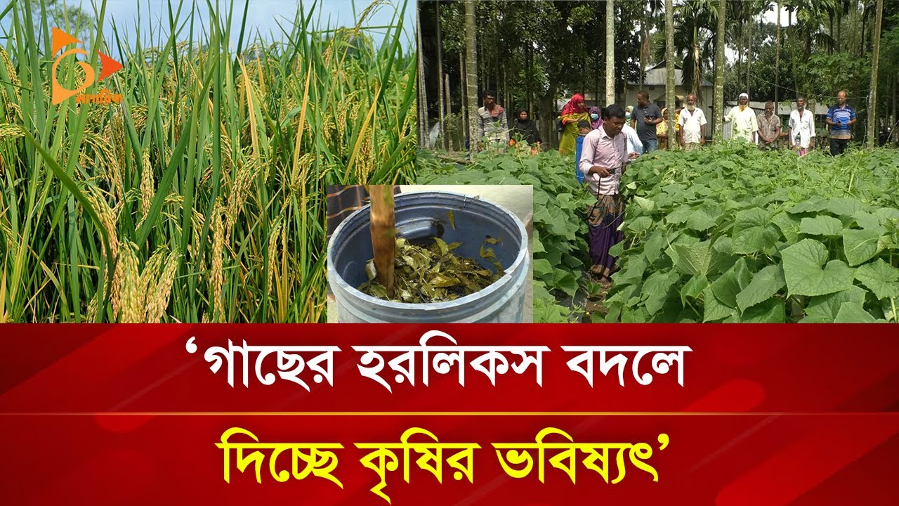 'গাছের হরলিকস' ব্যবহারে জামালপুরের কৃষিতে বদলের হাওয়া! | Nagorik TV Special
