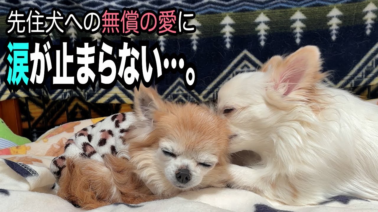 【１７歳先住犬への無償の愛に涙が止まらない】