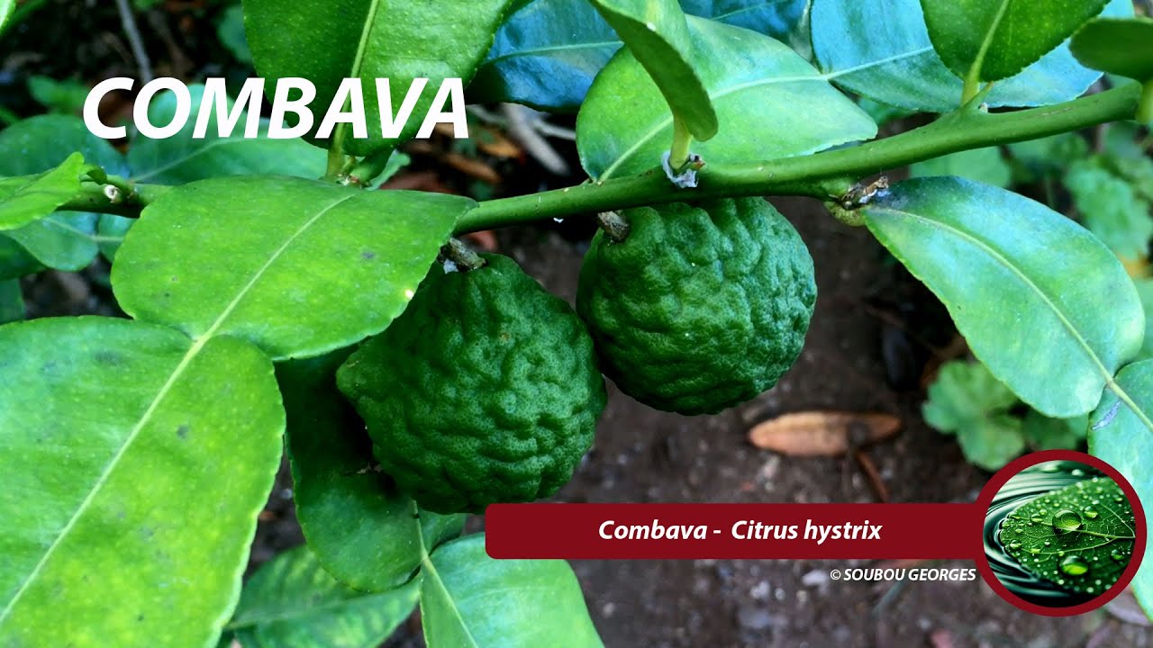 Le combava incontournable dans la cuisine r&eacute;unionnaise.