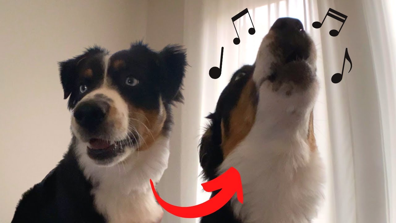 Our FUNNY Australian Shepherd Puppy HOWLING!