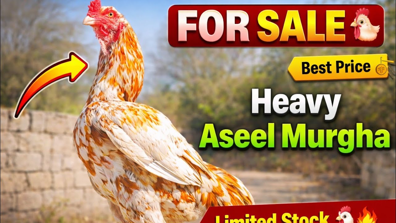 Aaj Ki Mandi Mein Heavy Aseel Murge 😱 | Price Bhi Suno 🏡😍🏠 || Raheel Pets Vlogs 😍