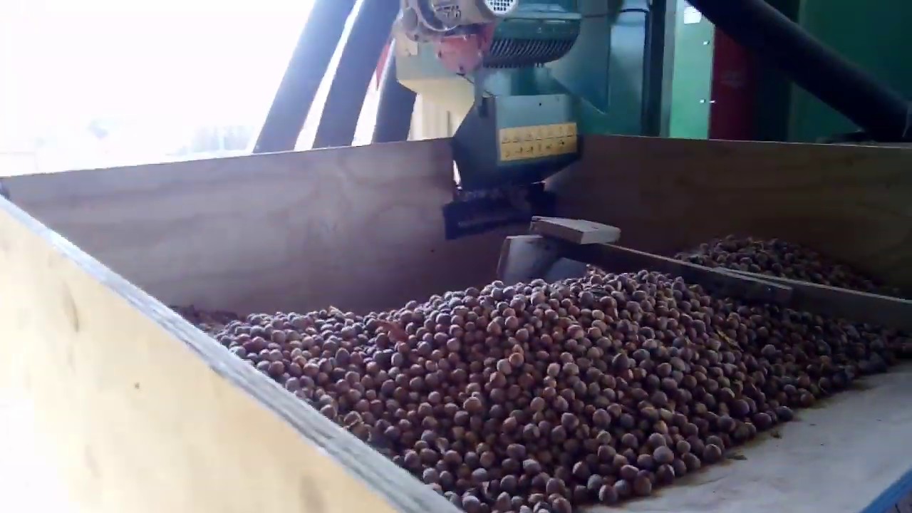 Limpiador de avellanas, nueces, almendra ytodos tipos de frutos secos.