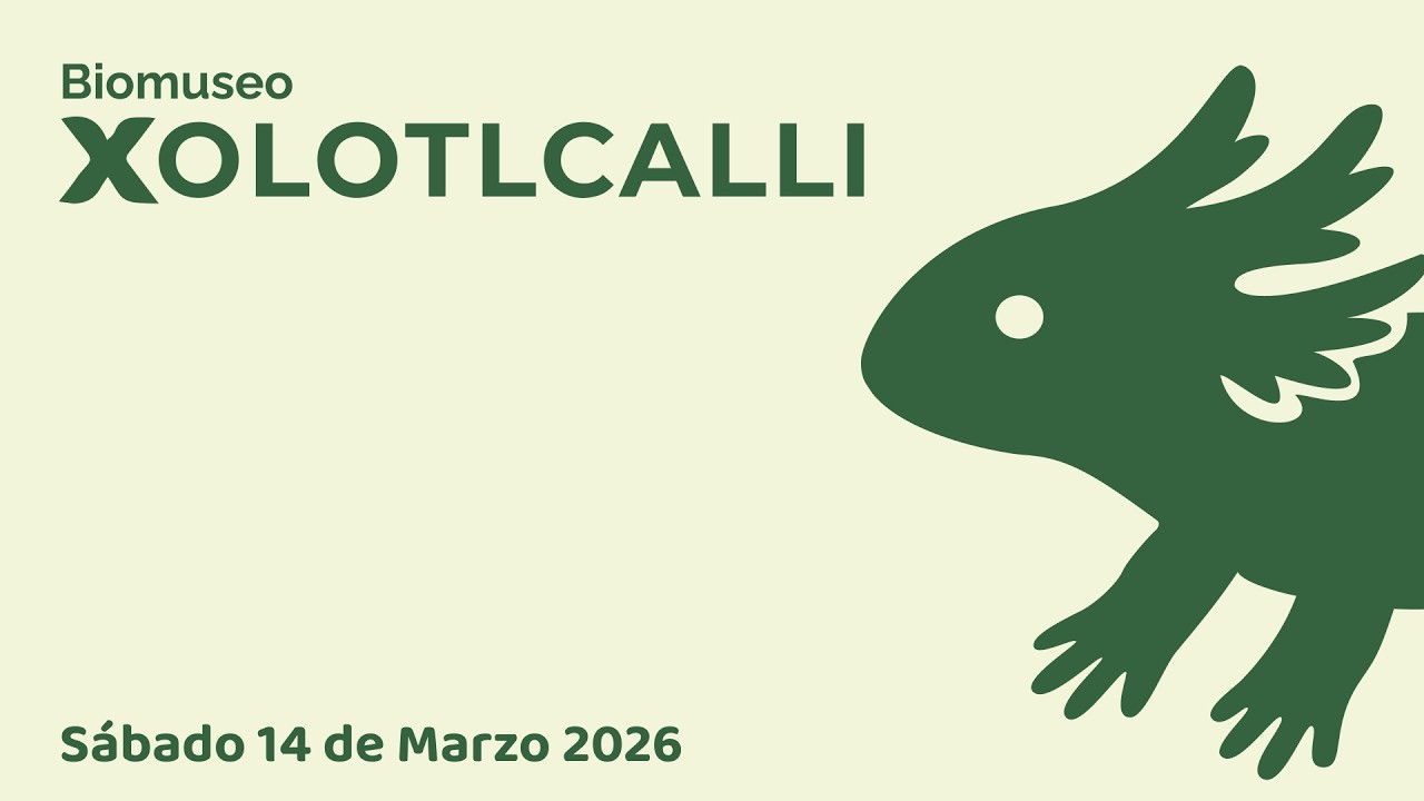 Ajolote Ambystoma Mexicanum, Andersoni y Dumerilii en BioMuseo Xolotlcalli (14  de Marzo de 2026)
