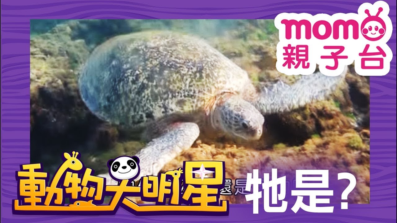 動物大明星 S2【綠蠵龜】第2季 第12集｜認識動物｜自然生態｜魚類｜爬蟲類｜昆蟲｜海洋生物｜哺乳類｜Animal big star｜兒童電視節目【親子台｜官方HD完整版】momokids
