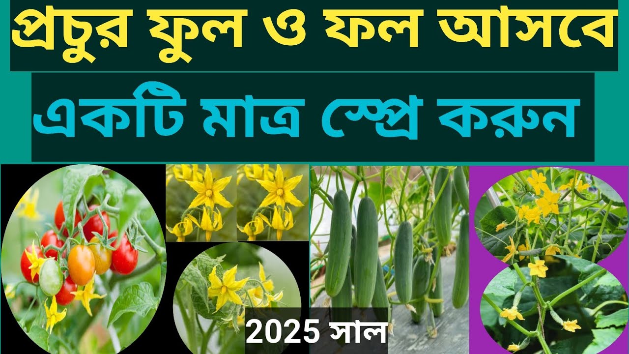 পৃথিবীর সেরা ভিটামিন ও হরমোন স্প্রে করুন প্রচুর ফুল ও ফল আসবে একটি মাত্র স্প্রে করুন 💯❤🙏