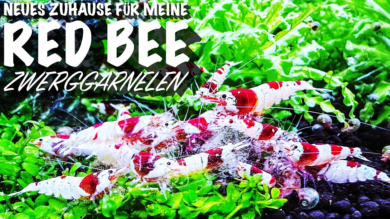 Neues Zuhause für meine Red Bee Zwerggarnelen, Oase ScaperLine 60 mal anders.. ^^