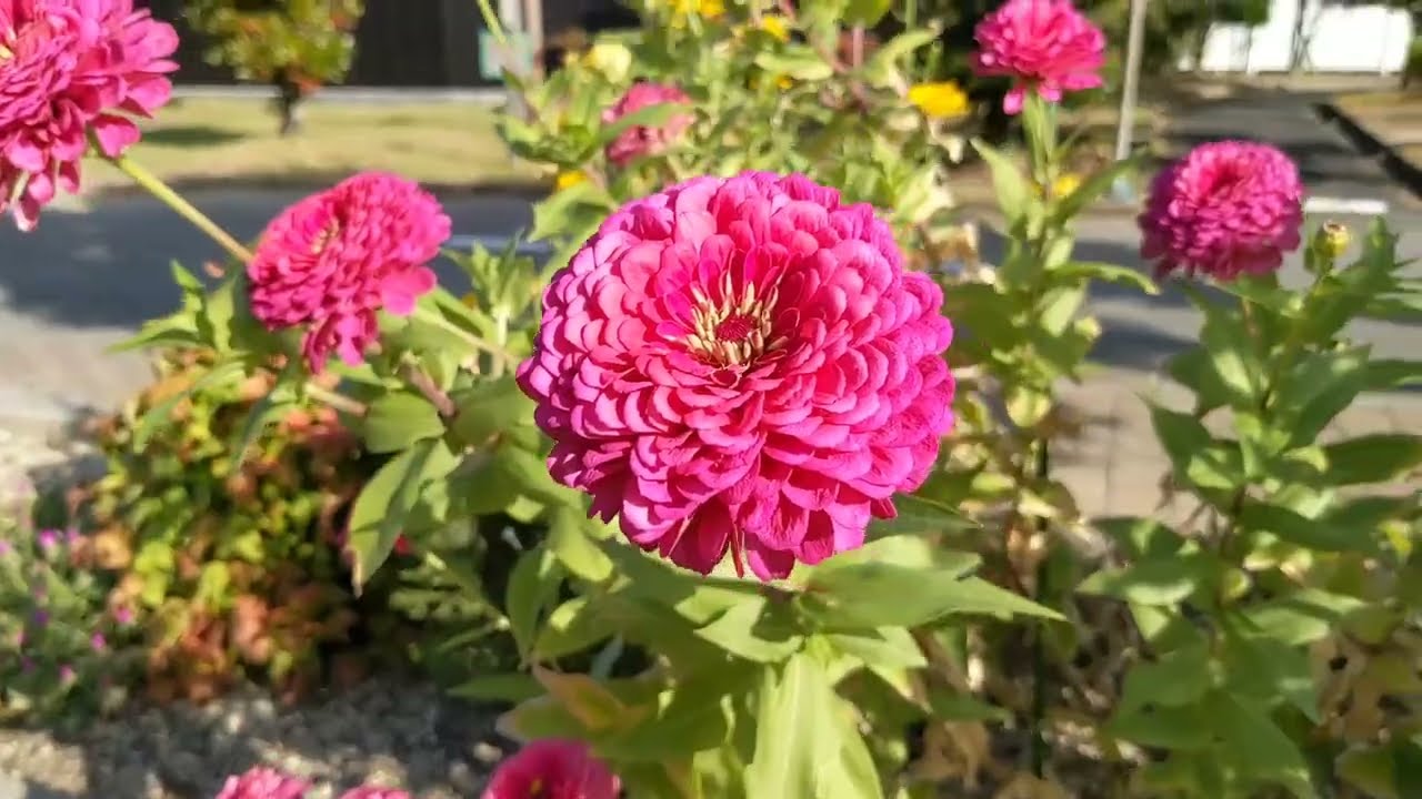 Kadoma, Osaka.