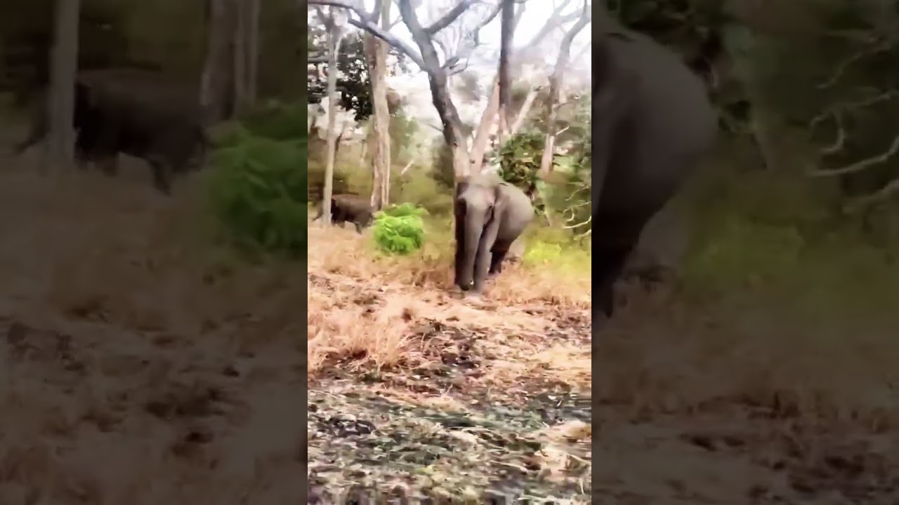 Elephant Lovers Kerala #eliphent #love #kerala #nature #wildlife