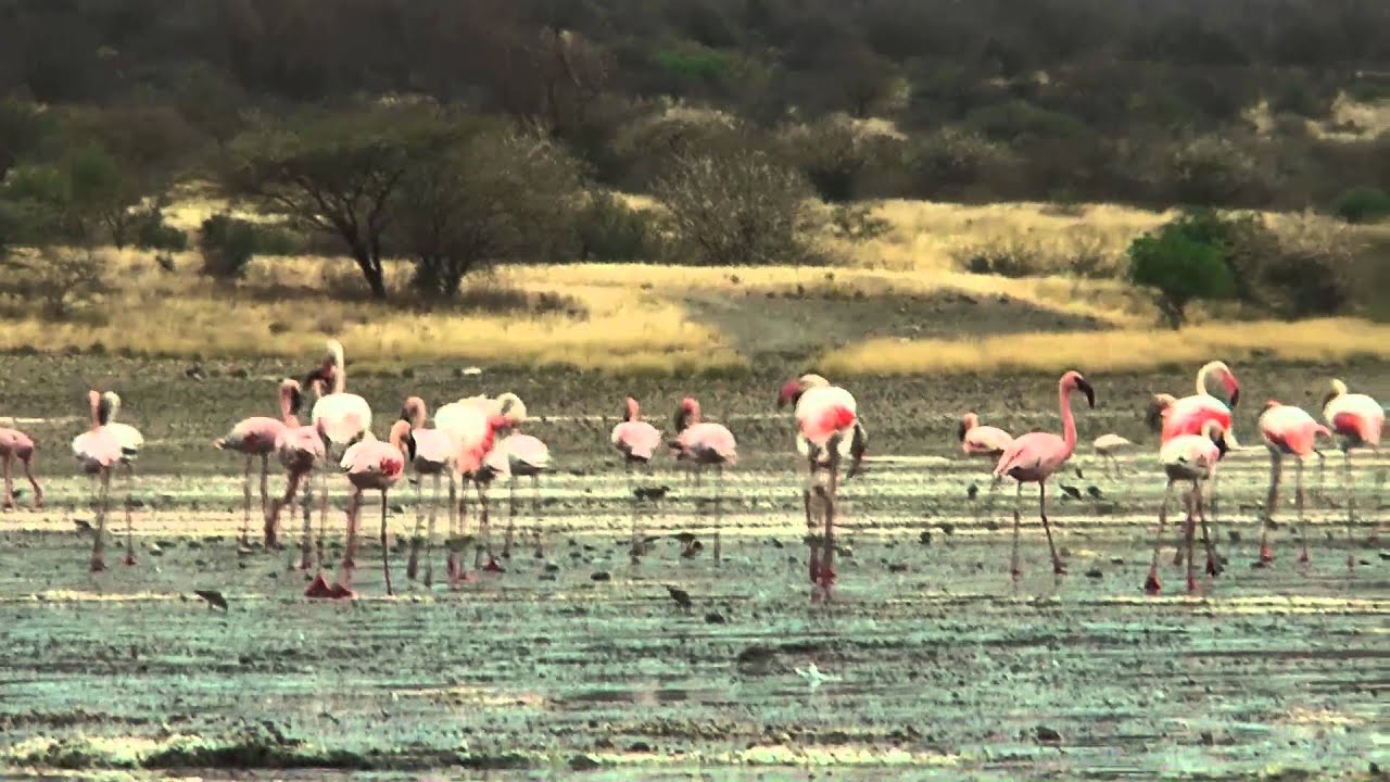 Lake Magadi Flamingos- Campsite close to the hot springs at Lake Magadi