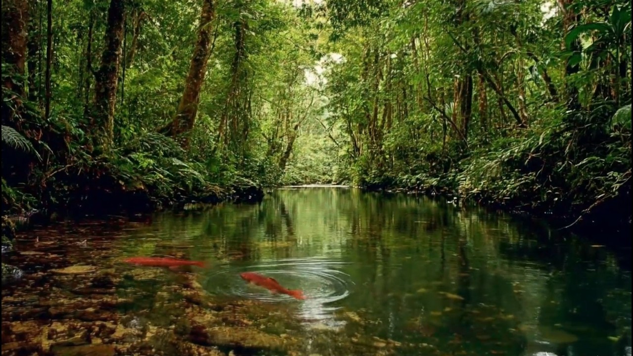 Relaxing Forest Nature Sounds , Flowing Stream & Birds Singing for Sleep & Relaxation