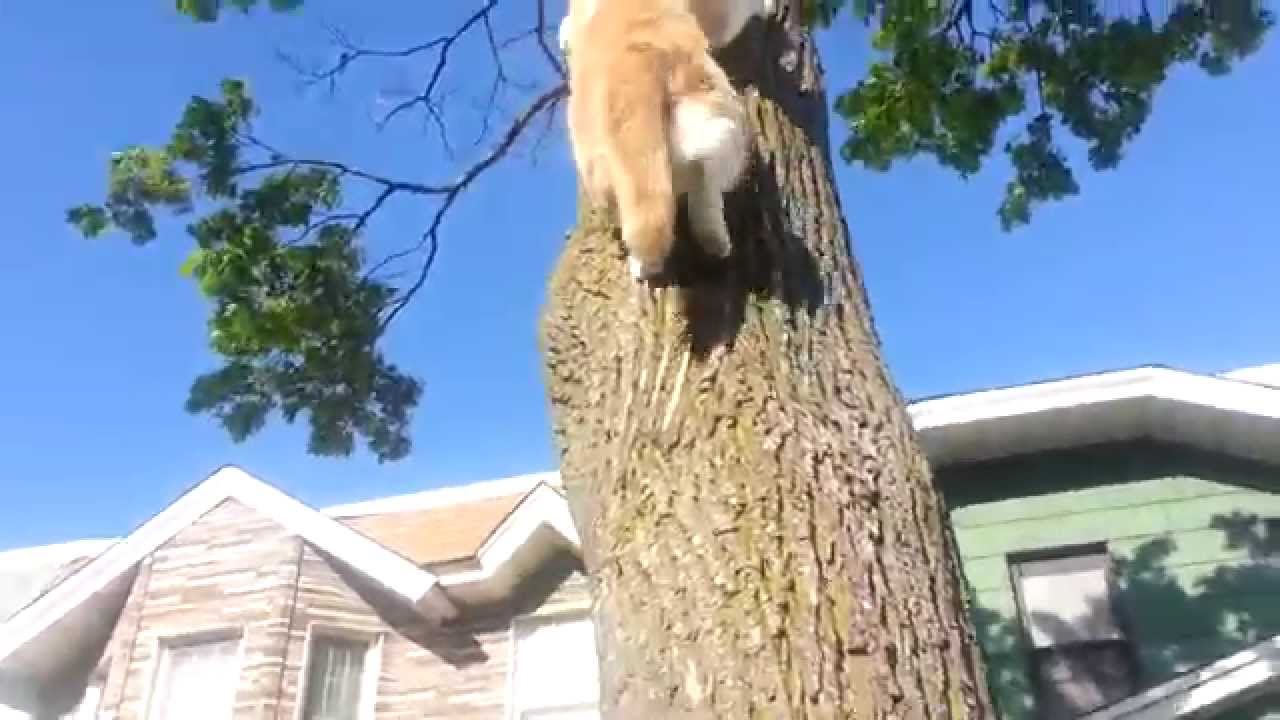 Nala (Cat) climbs down from tree (HD)
