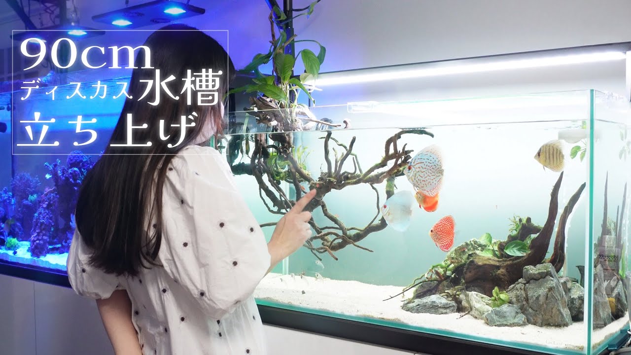 90㎝ディスカス水槽立ち上げ❀アクアリウム Aquarium.