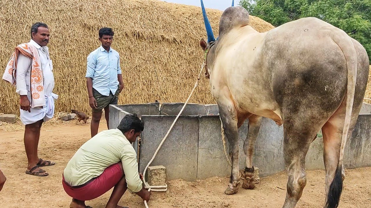 Ardageri Suresh Kilara// Black and white Kilara
