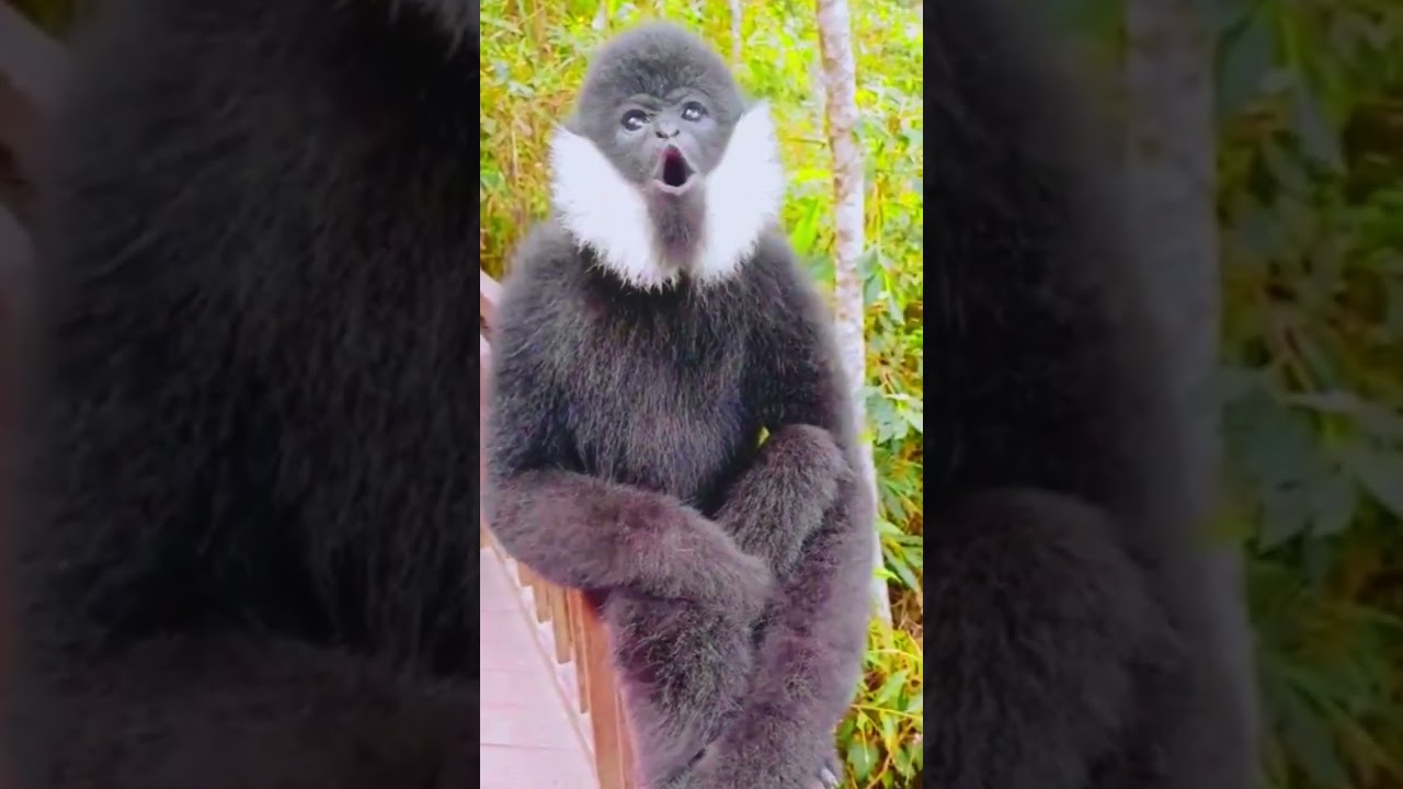 Gibbon Monkey Call #best #gibbonsound #monkey #gorilla #funny #animals #zoo