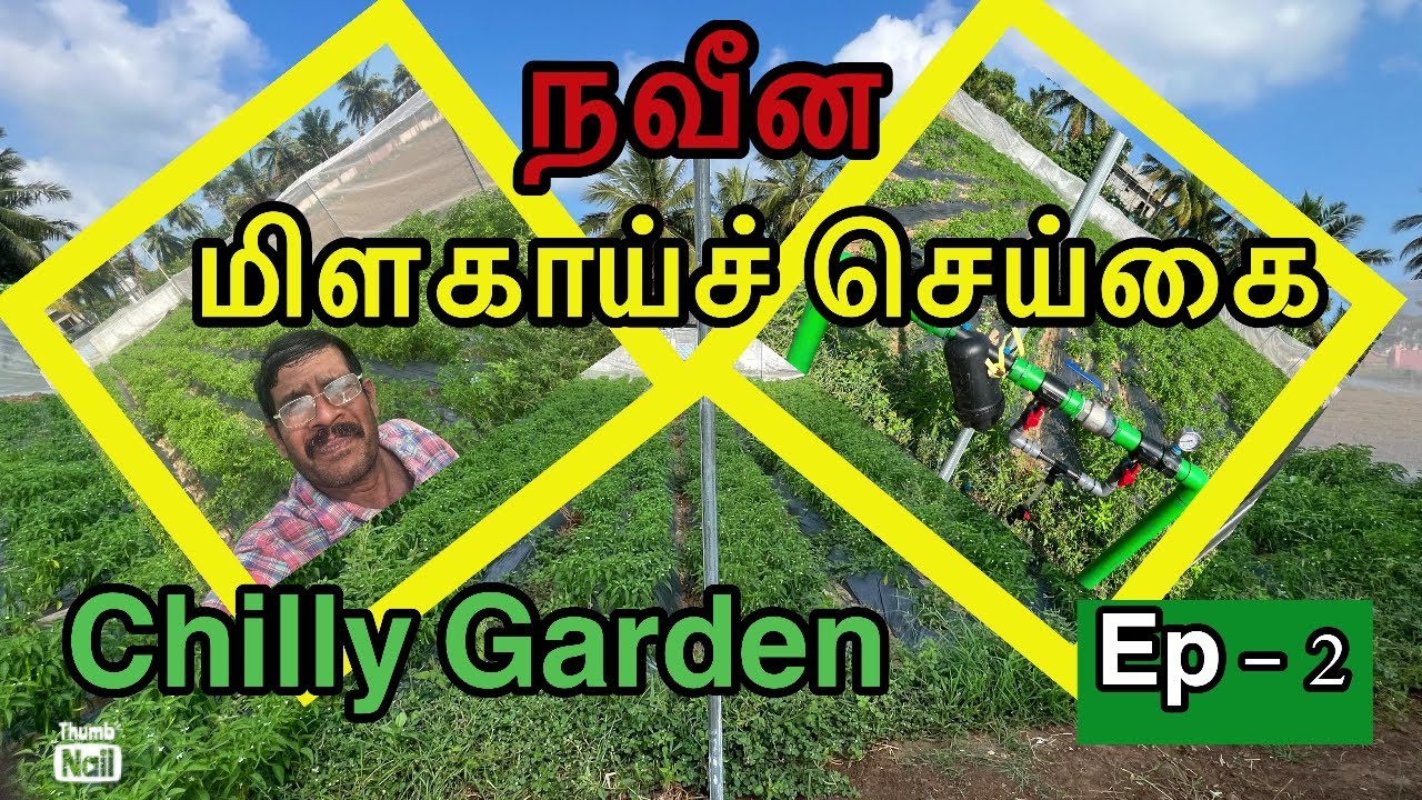 🌶️ நவீன மிளகாய் செய்கை| அரசு மானியம் 100 விவசாயிகளுக்கு#Jaffna🇱🇰- EPSIOD - 02