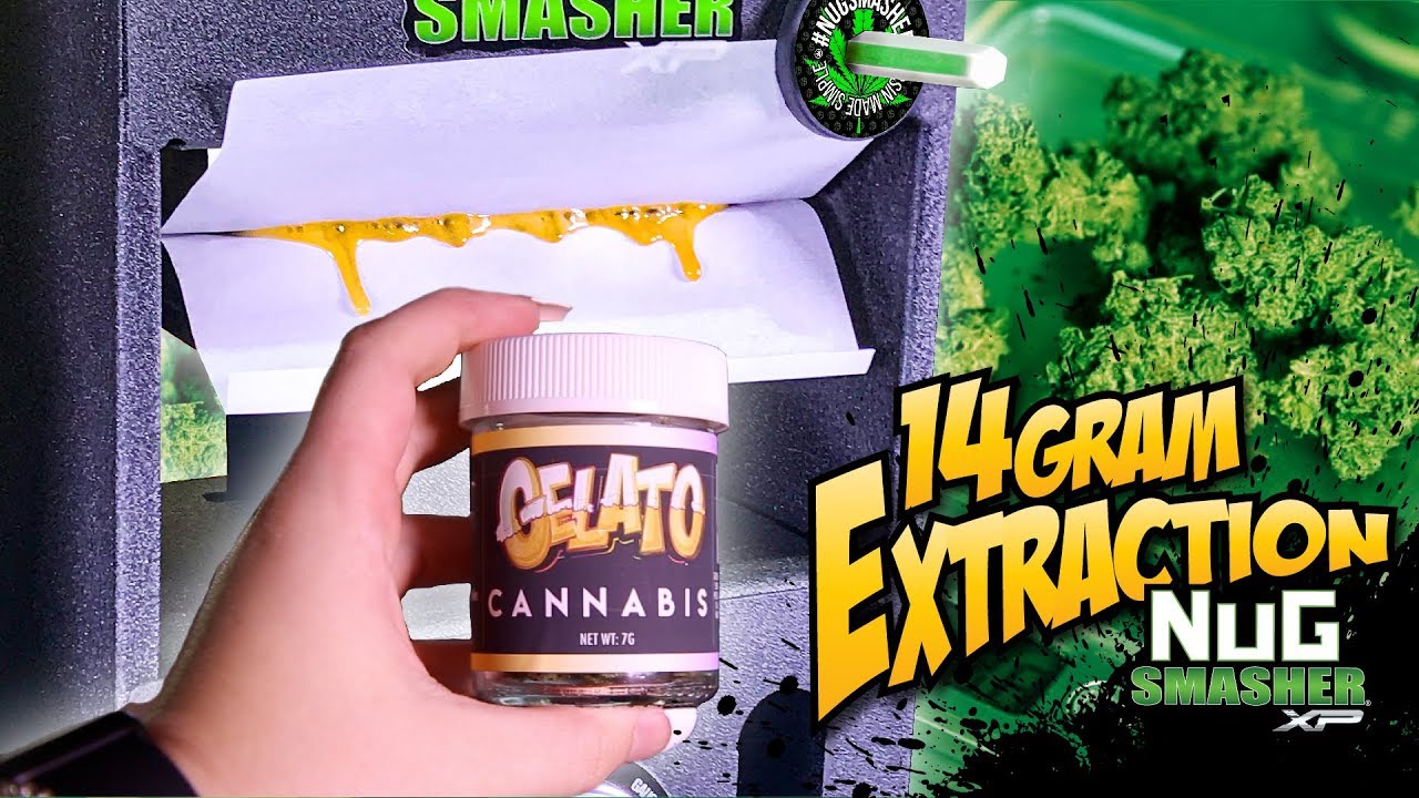 DANK GELATO WEED NUGS FRESHLY SQUEEZED INTO FIRE CONCENTRATES