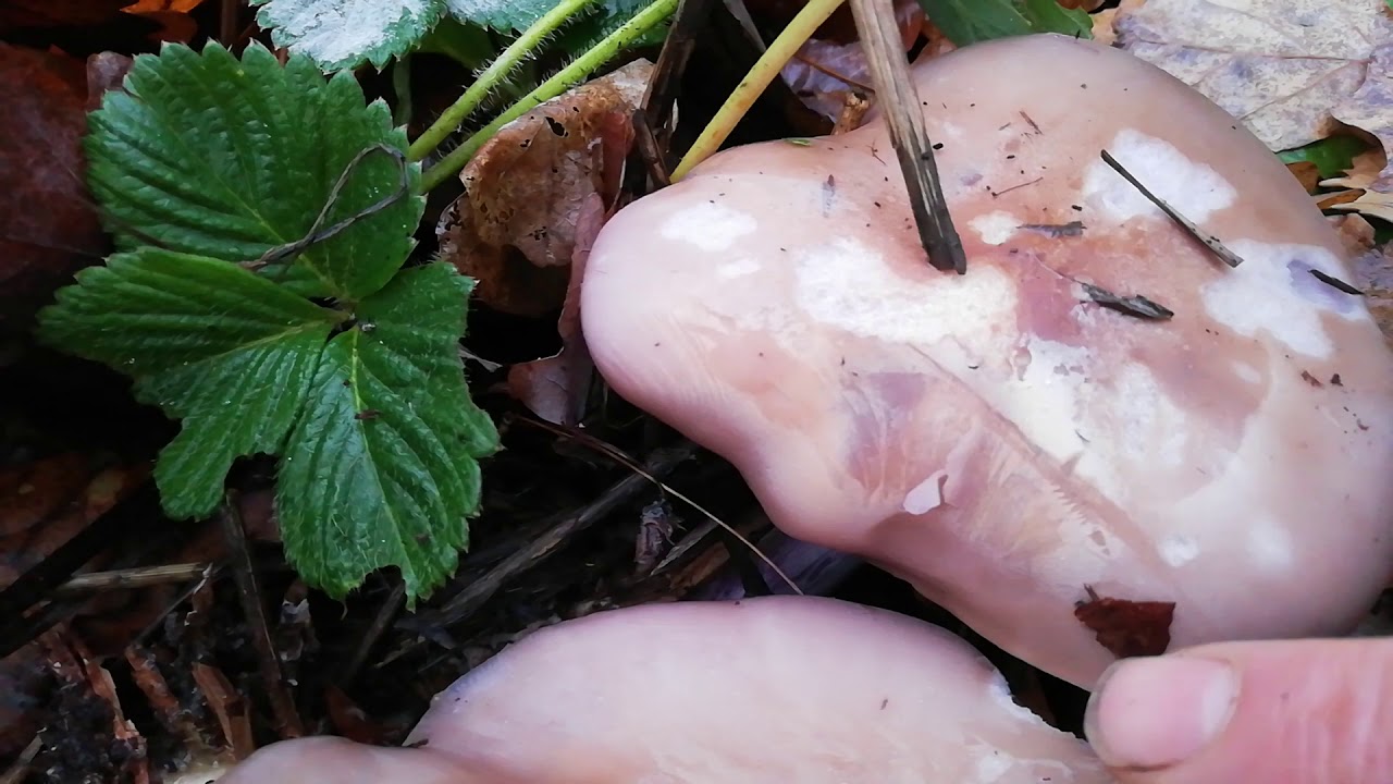 In-situ spore prints on wood blewit mushrooms last autumn. Lepista nuda