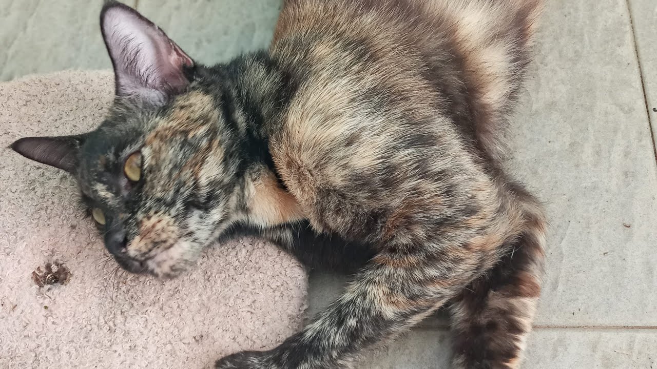Кошки и котята: 882, 791, 717, 634, 533, 516, 468, 392, 277, 239, 139, 299, 233 и 1