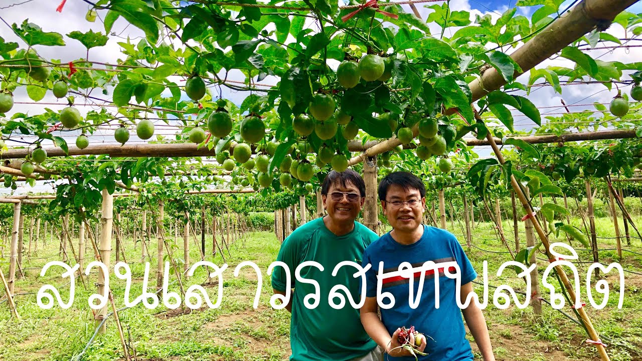 เสาวรส สวนเสาวรสเทพสถิต | EP.01 ท่องเที่ยงเชิงเกษตร by MrTORUNG ChilLax| ชัยภูมิ