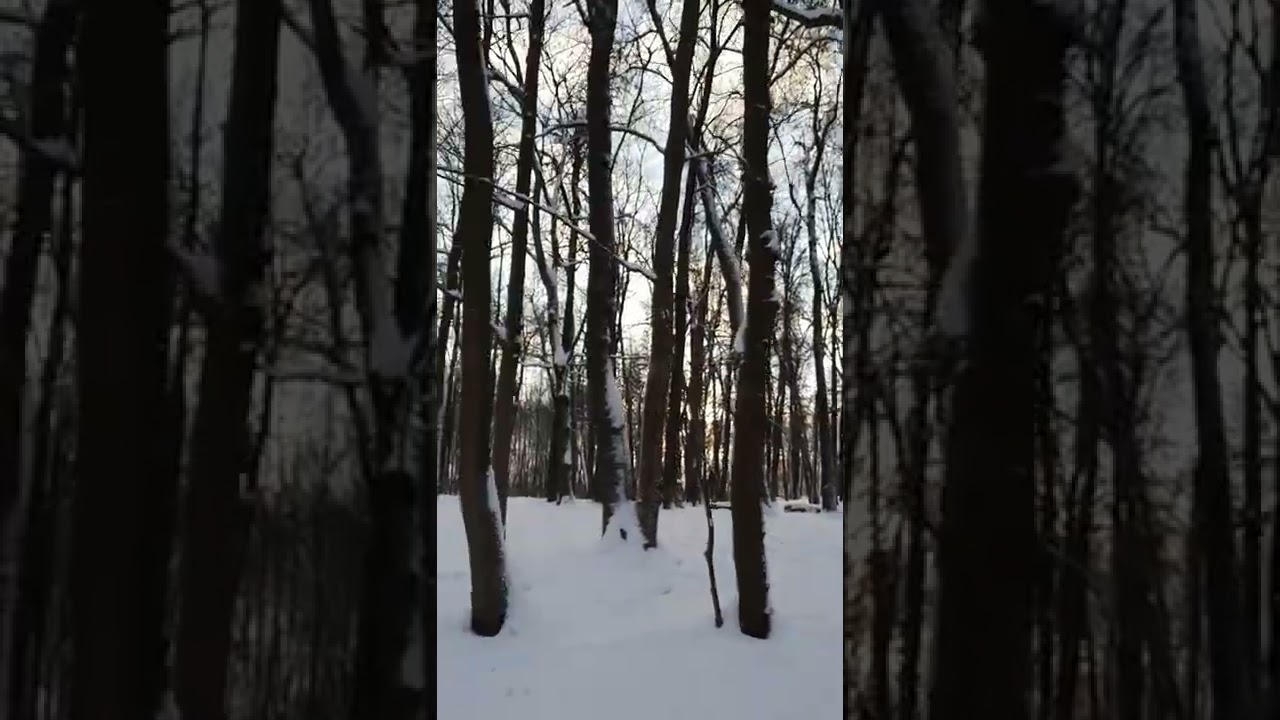 Зимний приусадебный парк в Быково / Winter homestead park in Bykovo
