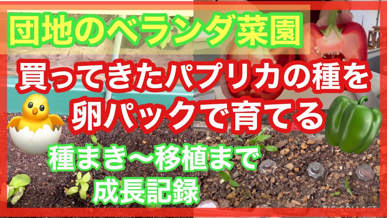 【スーパーのパプリカから種をとり、卵パックで育てる パプリカ栽培】バジルとマリーゴールドとのコンパニオンプランツ【ベランダ菜園】