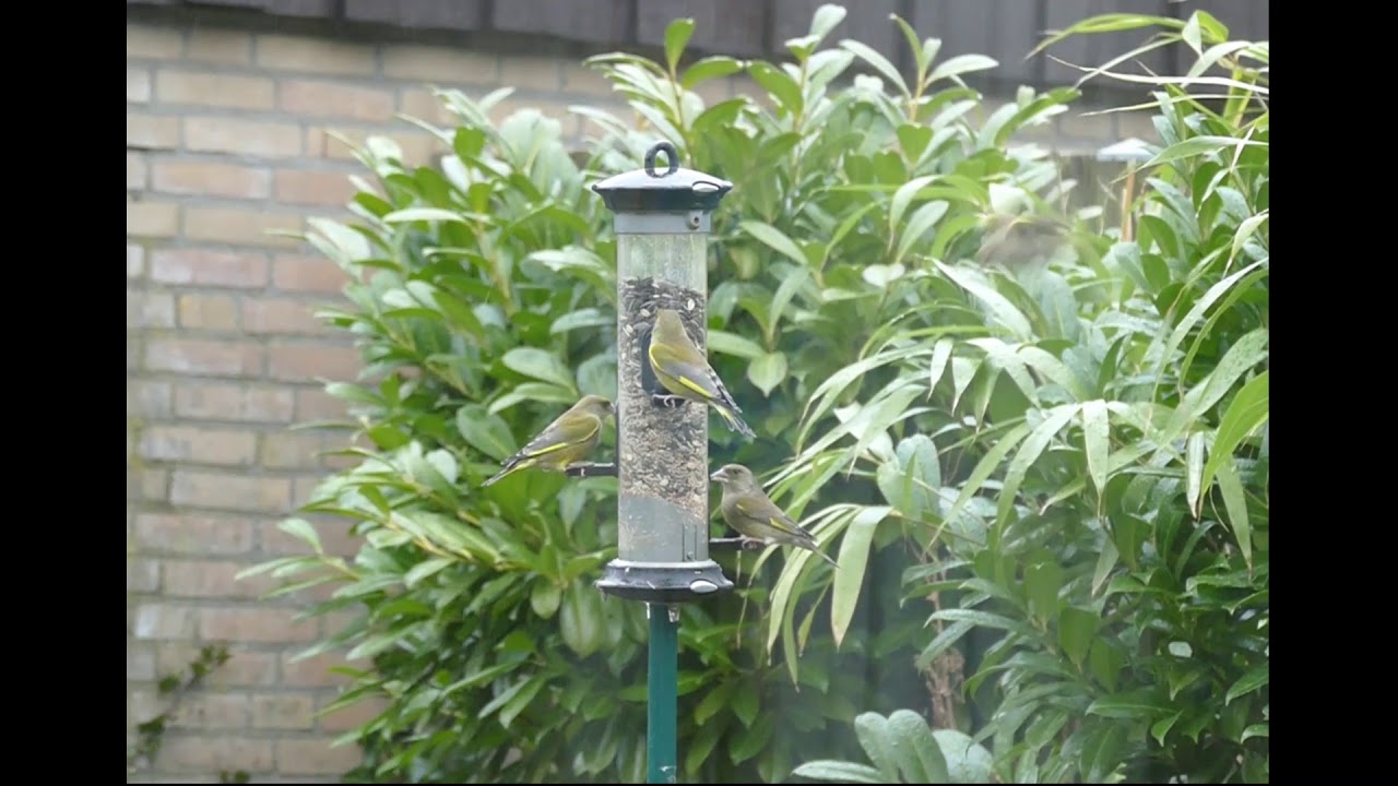 Groenlingen en Sijsje
