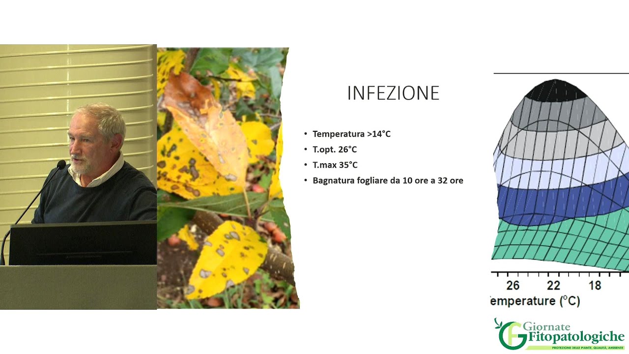 GF 2024 - Approfondimento sulla problematica causata dal genere Colletotrichum su melo