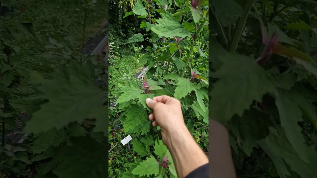 Ertragswunder Baumspinat / Magentaspreen