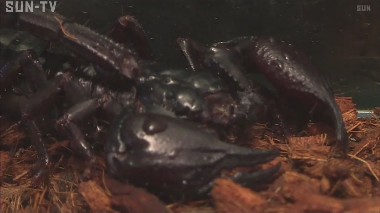 やっぱり危なかってん！　姫路でスリル満点の危険生物展