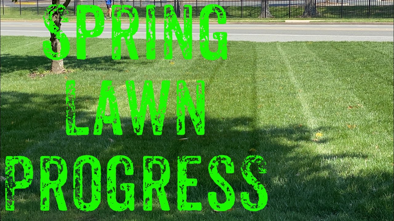 T Zone RESULTS // Spring Lawn Update // Project Lawn progress