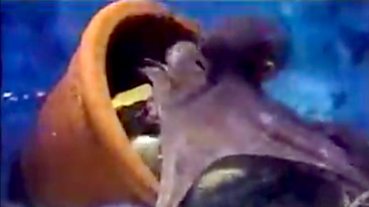 Oceanarium of Ocean Park Hong Kong 香港海洋公園海洋館1(魷魚、水母、章魚)　